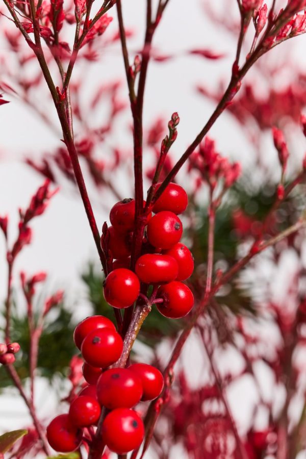 Bouquet de noel signature - Rouge