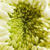 Bouquet de noel signature - Blanc