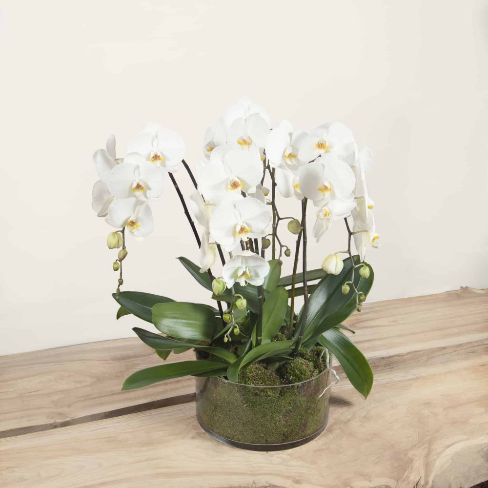 Orchidées cascades