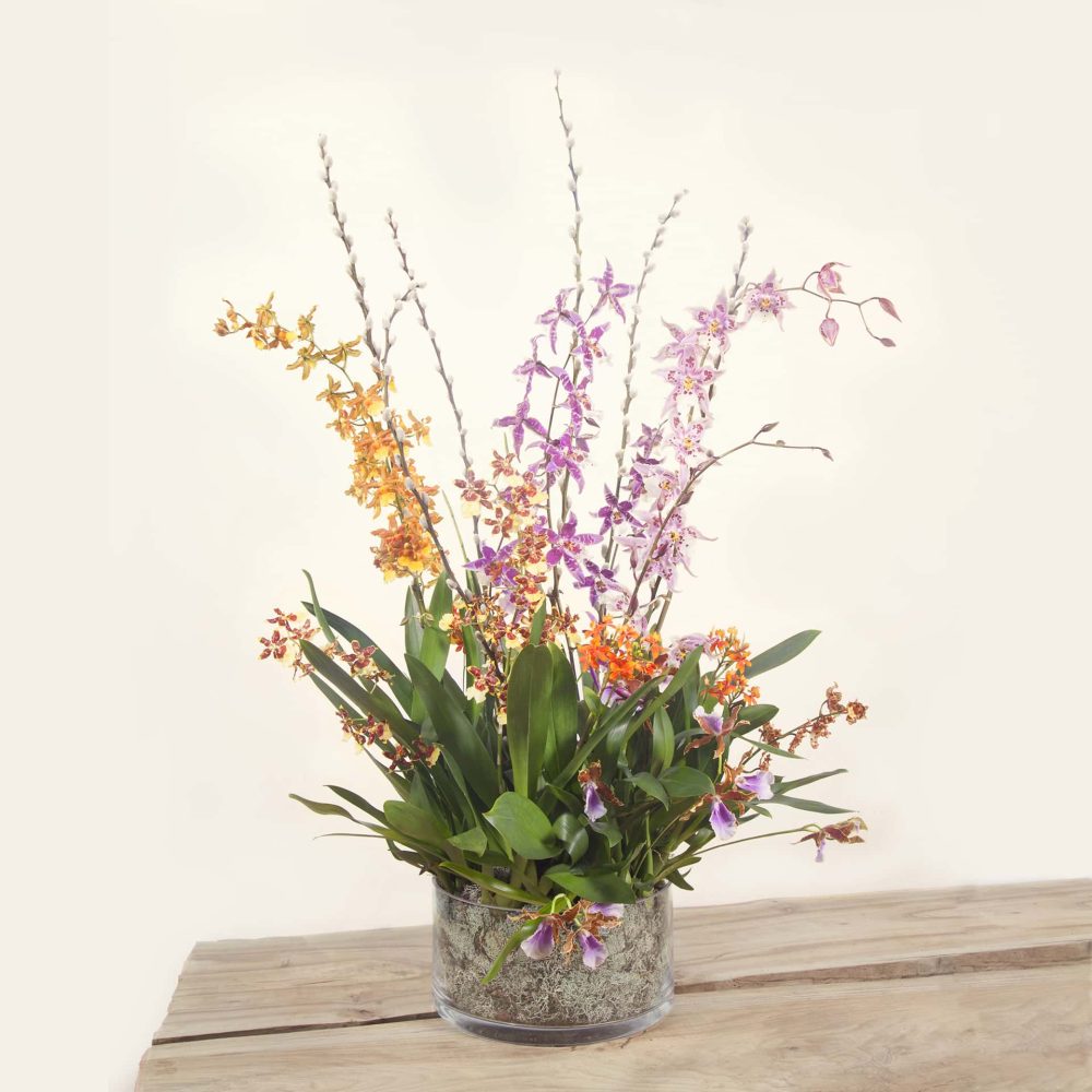 Orchidée étrange
