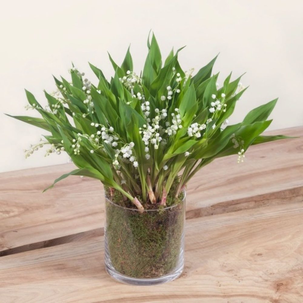 Pot de muguet