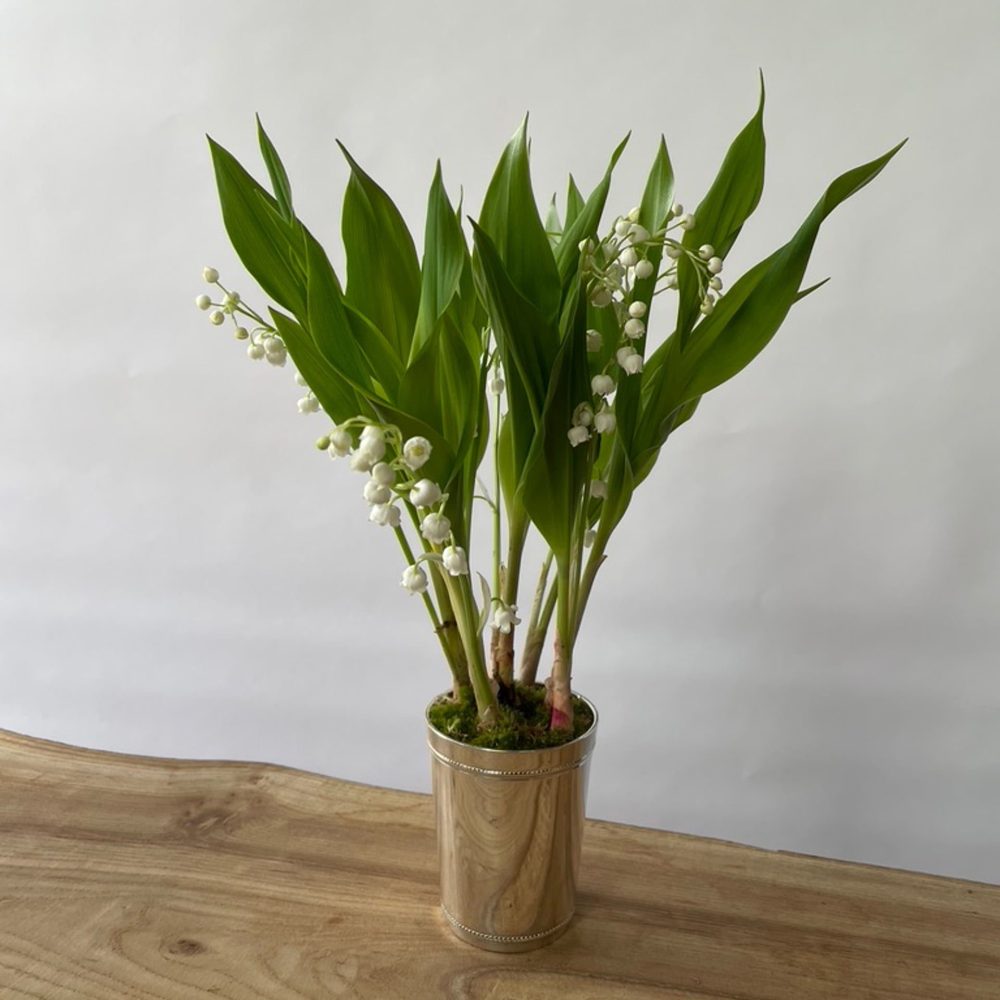 Moyenne timbale de muguet