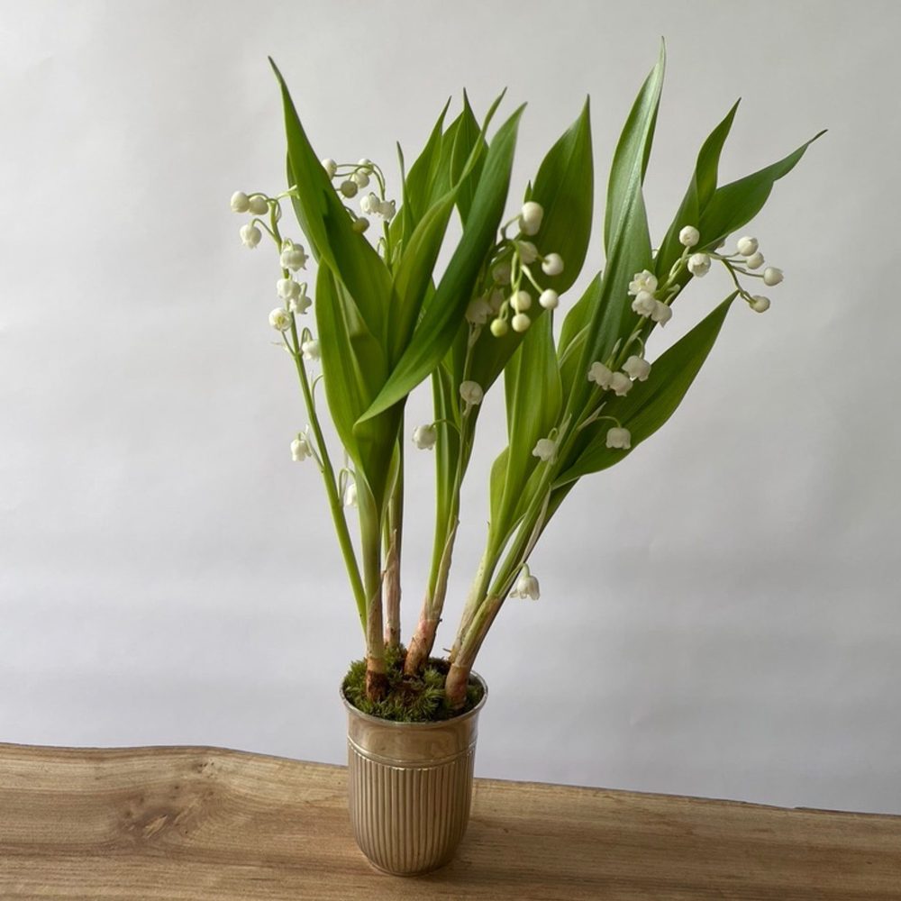 Petite timbale de muguet
